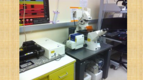 Zeiss LSM5 Pascal confocal microscope